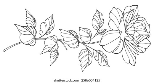 Line art floral botanical on transparent background vector. floral, flowers, leaves, foliage, branches in hand drawn. Floral element design