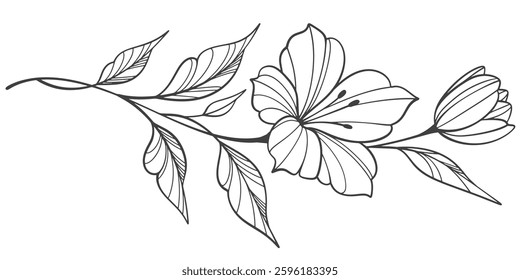 Line art floral botanical on transparent background vector. floral, flowers, leaves, foliage, branches in hand drawn. Floral element design