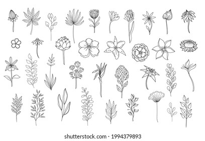 Line art floral elements. Outline foliage natural leaves herbs. Set hand drawn flower botanical vector illustration.
