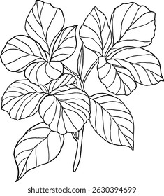 ilustração botânica flor da arte da linha