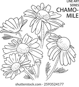 line art the flower chamomile