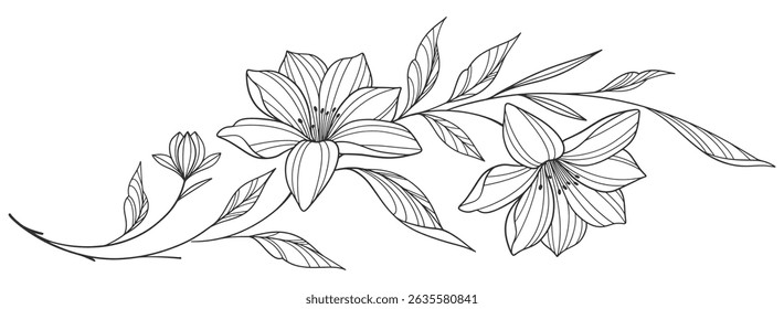 Line art  Flower illustration. flower drawings. Black and white with line art on white backgrounds. Hand Drawn Botanical Illustrations.Vector