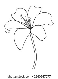 Line art flower. Lily flower line continuous . Minimalist art. One line drawing