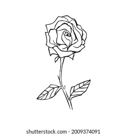 Line art flower rose vector illustration. Outline flower. Doodle style. Hand drawn rose for design, print, logo, decor, textile, paper or coloring.