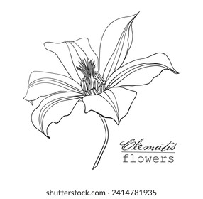 Line art Flowers clematis. Hand drawn sketch vector botanical illustration black and white graphics element for design logo brending