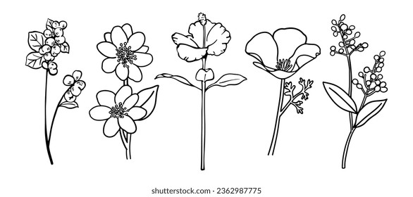 Line art flowers collection, Black linear set of flower, Hand painted bunch of flowers, flower and leaves isolated on white background, Floral illustration for design, Vector image.