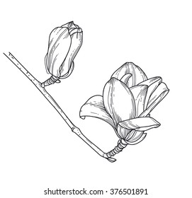 Line art flowers. Magnolia vector illustration.