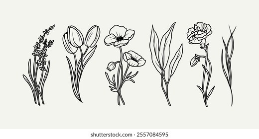 Line art flowers and plants. Lavender, tulip, poppy, eucalyptus, carnation