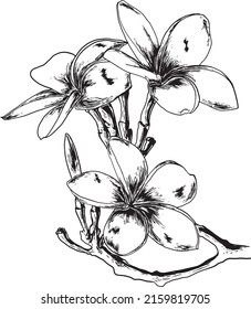 Flores de arte de línea ilustraciones vectoriales en forma de esquemática flor tropical