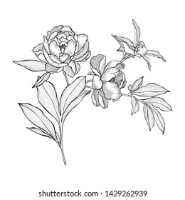 Line Art Flowers. Vector Tattoo Peonies With Leaves On White Background. Detailed Outline Sketch Drawing. Contour  Graphic, Etching Technique.