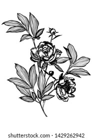 Line Art Flowers. Vector Tattoo Peonies With Leaves On White Background. Detailed Outline Sketch Drawing. Contour  Graphic, Etching Technique.