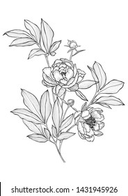 Line art flowers. Vector tattoo peonies with leaves on white background. Detailed outline sketch drawing. Contour  graphic, etching technique.