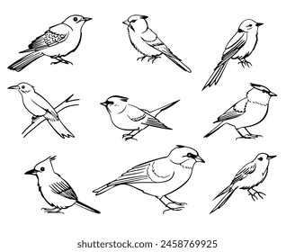 Bird Brushes - Photoshop brushes