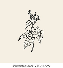 Line art Fo-Ti or Polygonum multiflorum drawing