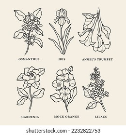 Line art fragrant flowers collection