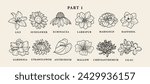 Line art garden flowers collection