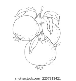 Line Art Garnet Branch. Vector Illustration on white Background.