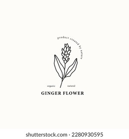 Line art ginger flower illustration