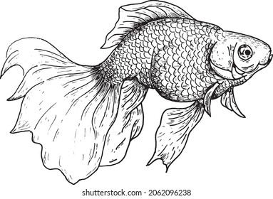 arte de la línea de peces de oro. ilustración vectorial