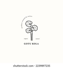 Line art gotu kola or Centella asiatica illustration