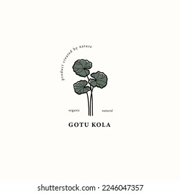 Line art gotu kola or Centella asiatica drawing