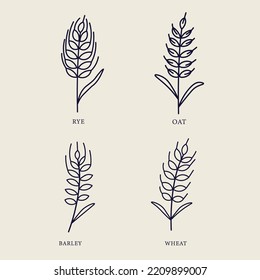 Line art grain illustration. Barley, wheat, rye, oat