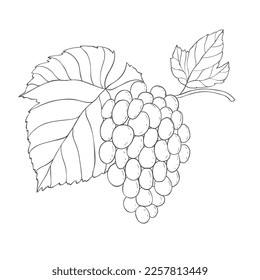 Rama de uva de línea de arte. Ilustración vectorial sobre fondo blanco.