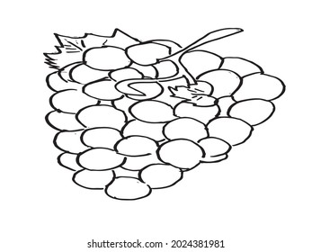 line art of grape, grape vector icon