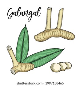 line art hand drawn style vector illustration of galangal