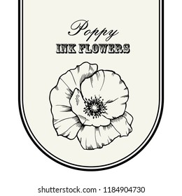 Line art hand drawn Vector ink illustration of poppy flower.