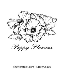 Line art hand drawn vector illustration of three poppy flowers. 