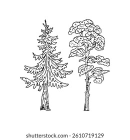 Line art hand-drawn pine tree and big tall tree nature vector illustration.