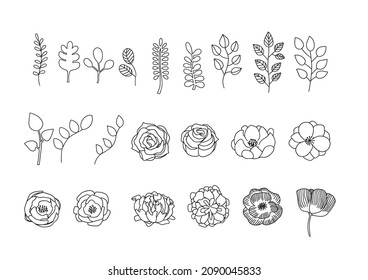 Line art of hand-painted flowers and leaves of plants, transparent background, as a treatment of botanical elements