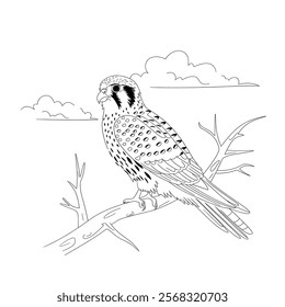 A line art hawk illustration of a coloring page 