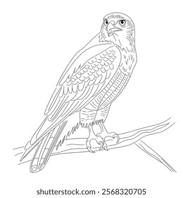 A line art hawk illustration of a coloring page 