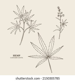 Line art hemp plant illustration