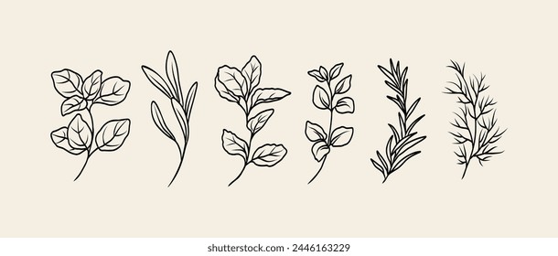 Line art herbs collection. Botanical illustration