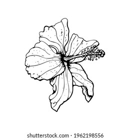 Line Art Hibiscus Flower Black Outline Stock Vector (Royalty Free ...