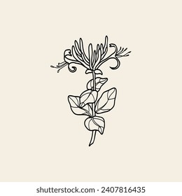 Line art honeysuckle flower illustration