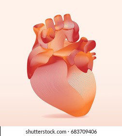 line art human anatomical heart  Vector illustration 