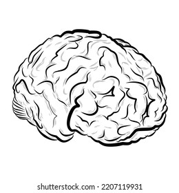 Line Art Human Brain Vector Drawing Stock Vector (Royalty Free ...