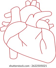 Line art of human heart drawing ,anatomical heart outline ,illustration of a heart .Vector illustration