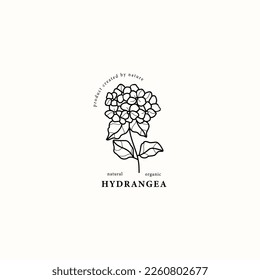 Line art hydrangea flower illustration