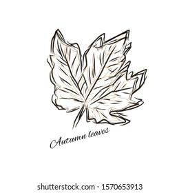 Line art illustration. Autumn leaves