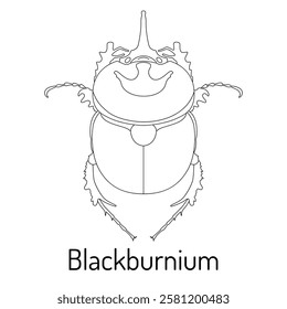 Line art illustration of Blackburnium beetle, perfect for scientific publications, educational materials, and entomology enthusiasts. High-quality vector for various design projects.