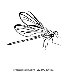 line art illustration of dragonfly, Vector EPS10