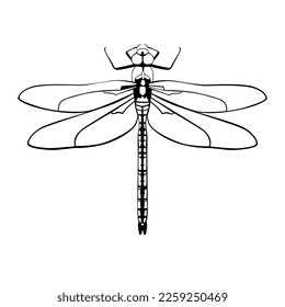 line art illustration of dragonfly, Vector EPS10