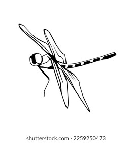 line art illustration of dragonfly, Vector EPS10