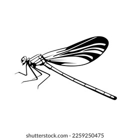 line art illustration of dragonfly, Vector EPS10