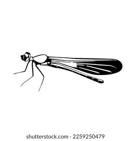Liniengrafik von Libellenfliege, Vektor EPS10